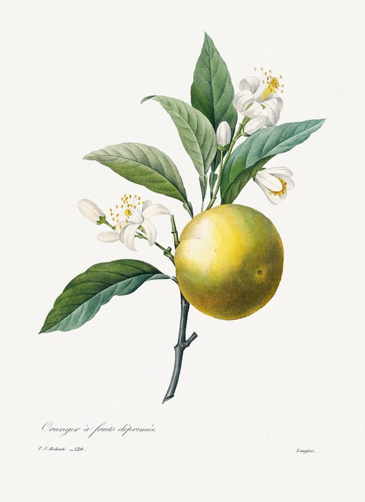 Botanical illustration by Redouté of an orange branch with white blossom and a yellow-green fruit