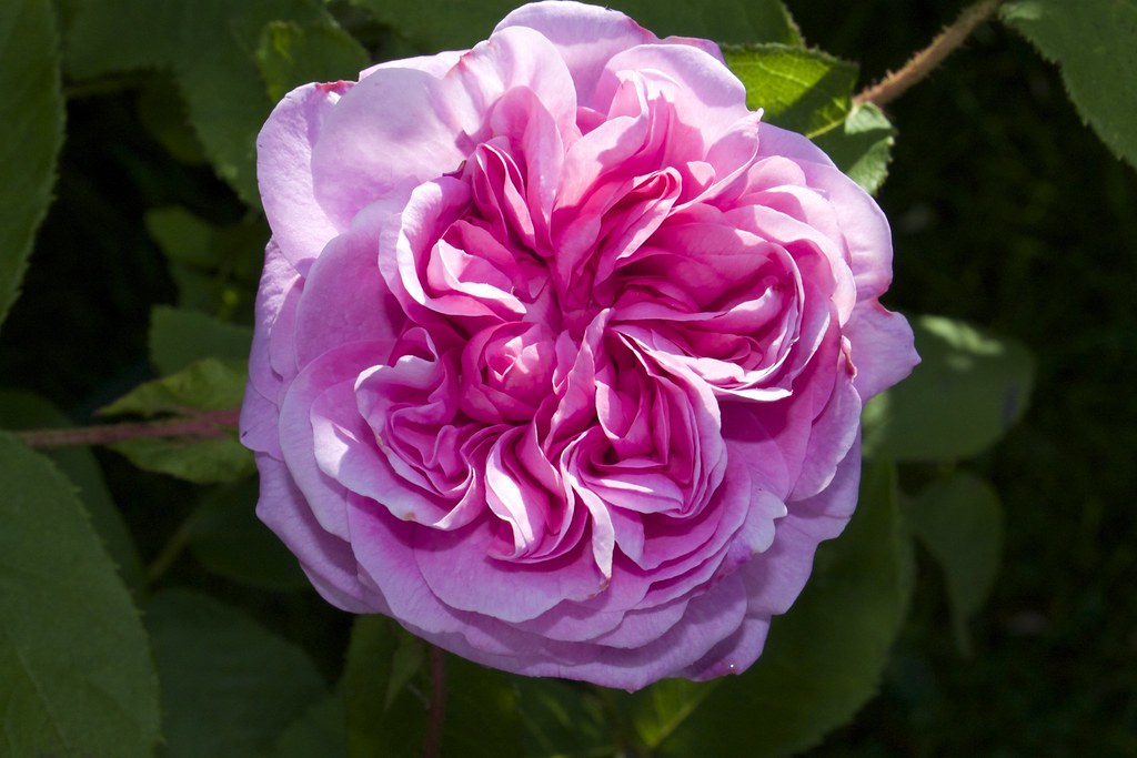 A full, many-petalled pink cabbage rose (Rosa centifolia) among green leaves